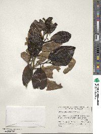 Griselinia lucida image