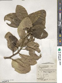 Griselinia lucida image