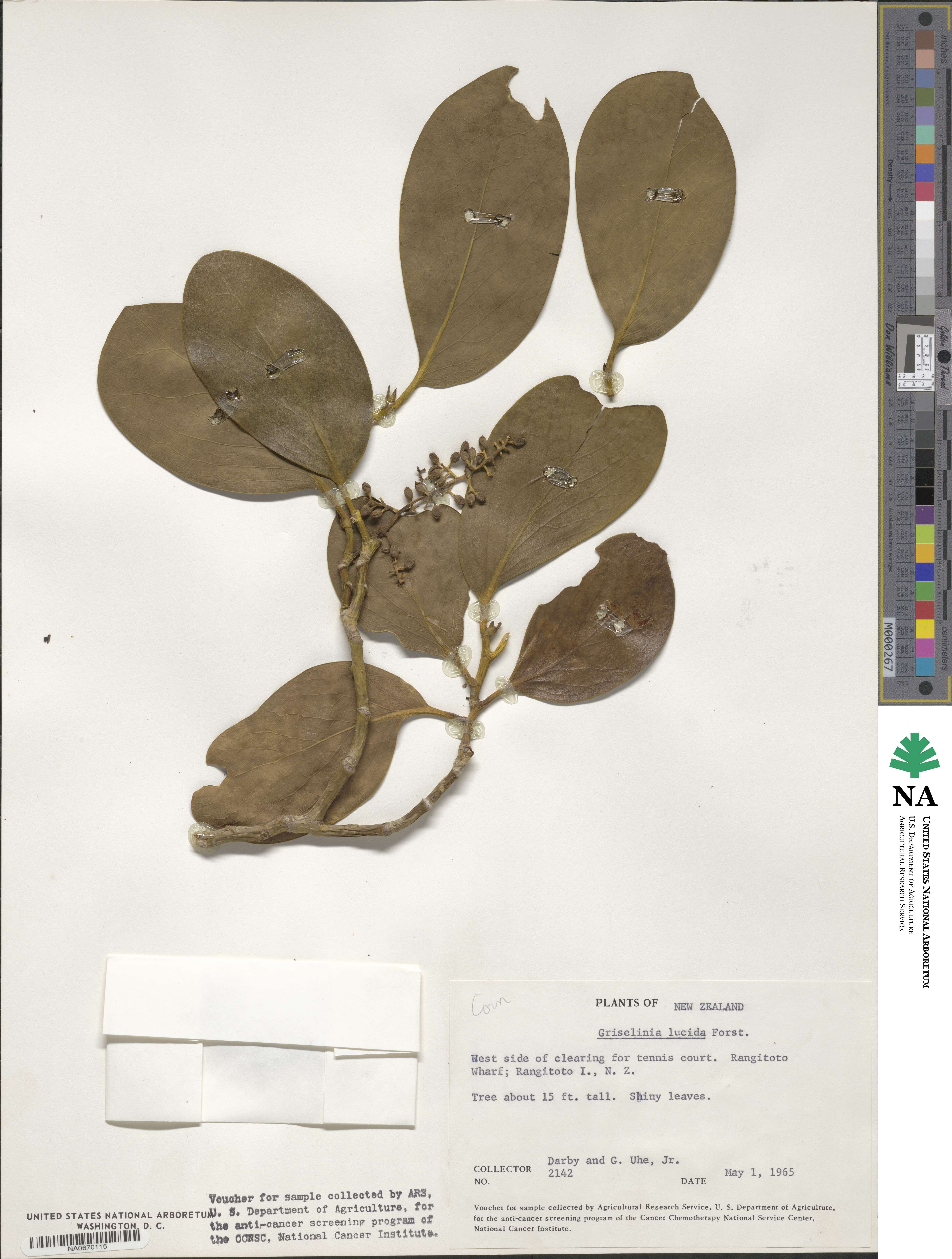 Griselinia lucida image