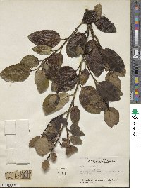 Griselinia littoralis image