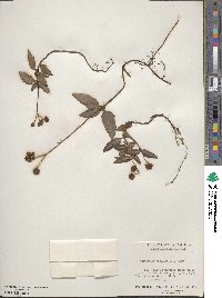 Chimaphila maculata image