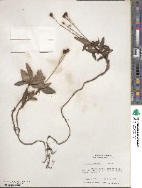 Chimaphila maculata image