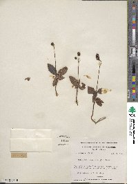 Chimaphila maculata image