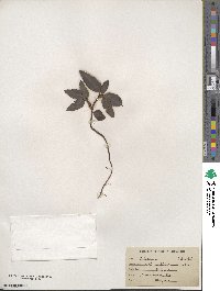 Chimaphila maculata image