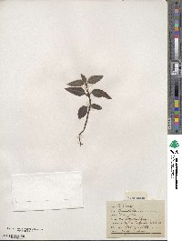 Chimaphila maculata image