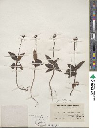 Chimaphila maculata image