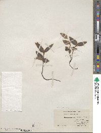 Chimaphila maculata image