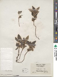 Chimaphila maculata image