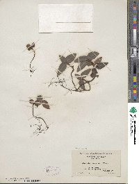 Chimaphila maculata image