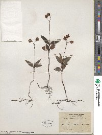 Chimaphila maculata image