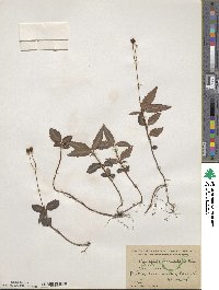 Chimaphila maculata image