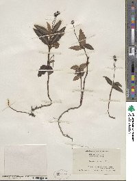 Chimaphila maculata image