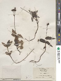 Chimaphila maculata image