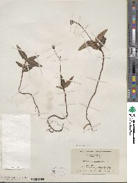 Chimaphila maculata image