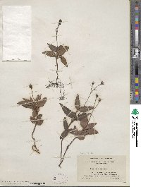 Chimaphila maculata image