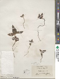 Chimaphila maculata image