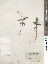 Chimaphila maculata image