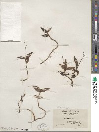 Chimaphila maculata image