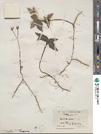 Chimaphila maculata image