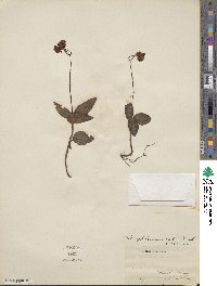 Chimaphila maculata image