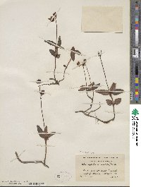 Chimaphila maculata image