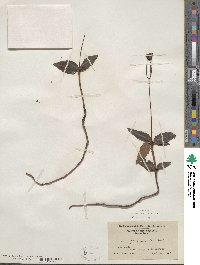 Chimaphila maculata image