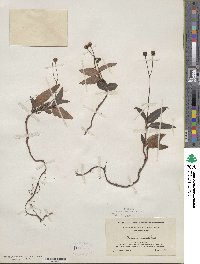 Chimaphila maculata image