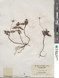 Chimaphila maculata image