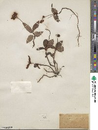 Chimaphila maculata image