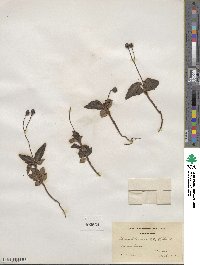 Chimaphila maculata image