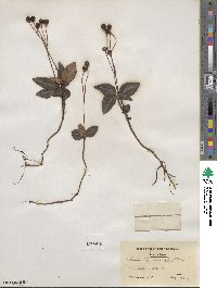 Chimaphila maculata image