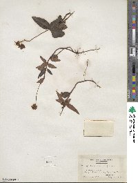 Chimaphila maculata image