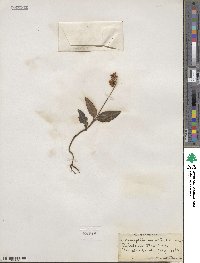 Chimaphila maculata image