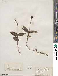 Chimaphila maculata image