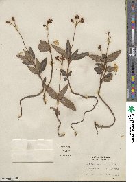 Chimaphila maculata image