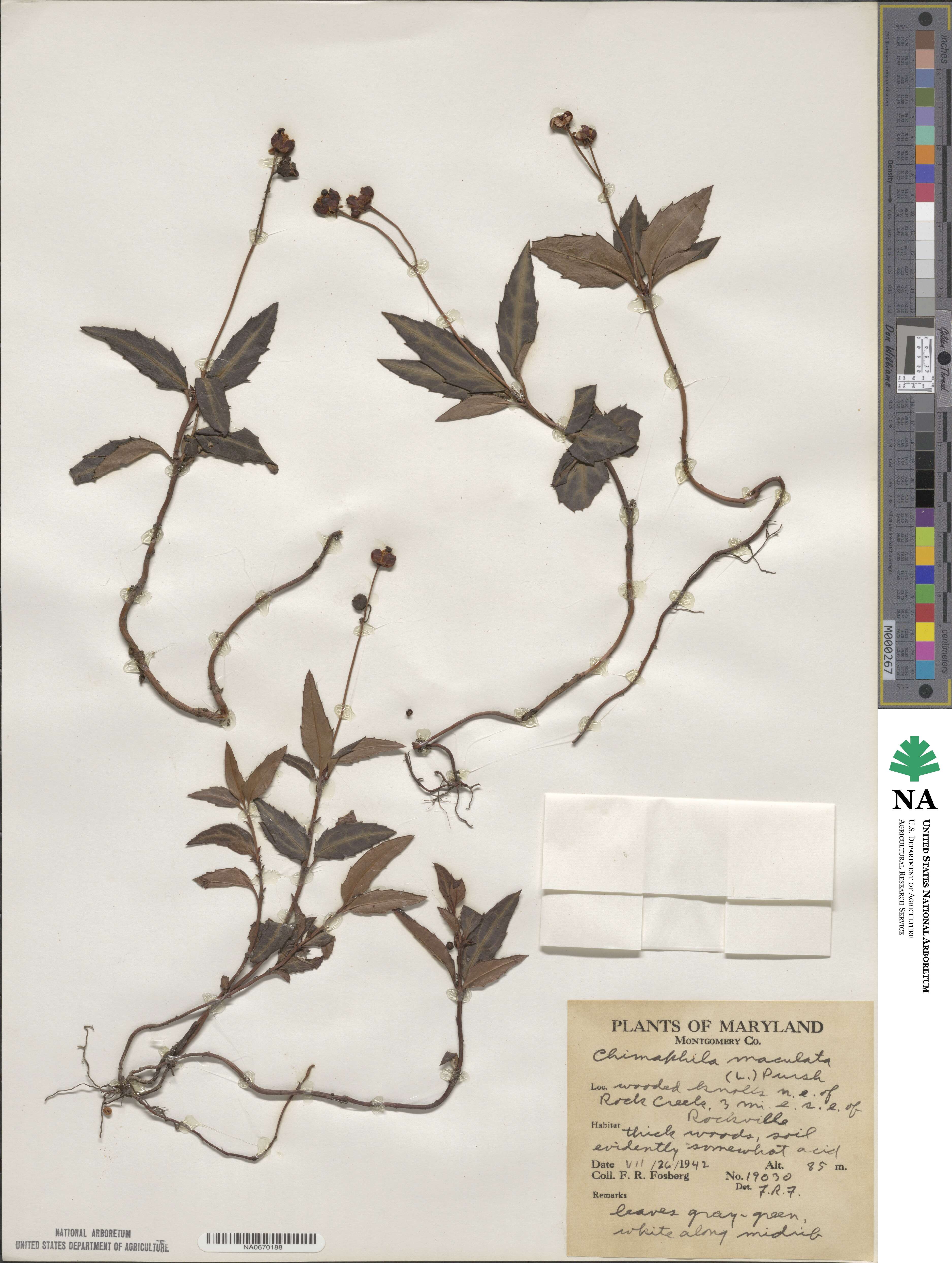 Chimaphila maculata image