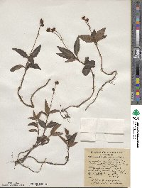 Chimaphila maculata image