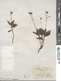 Chimaphila maculata image