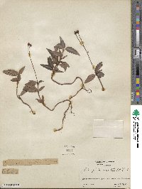 Chimaphila maculata image