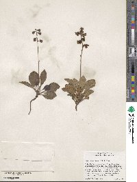 Chimaphila menziesii image