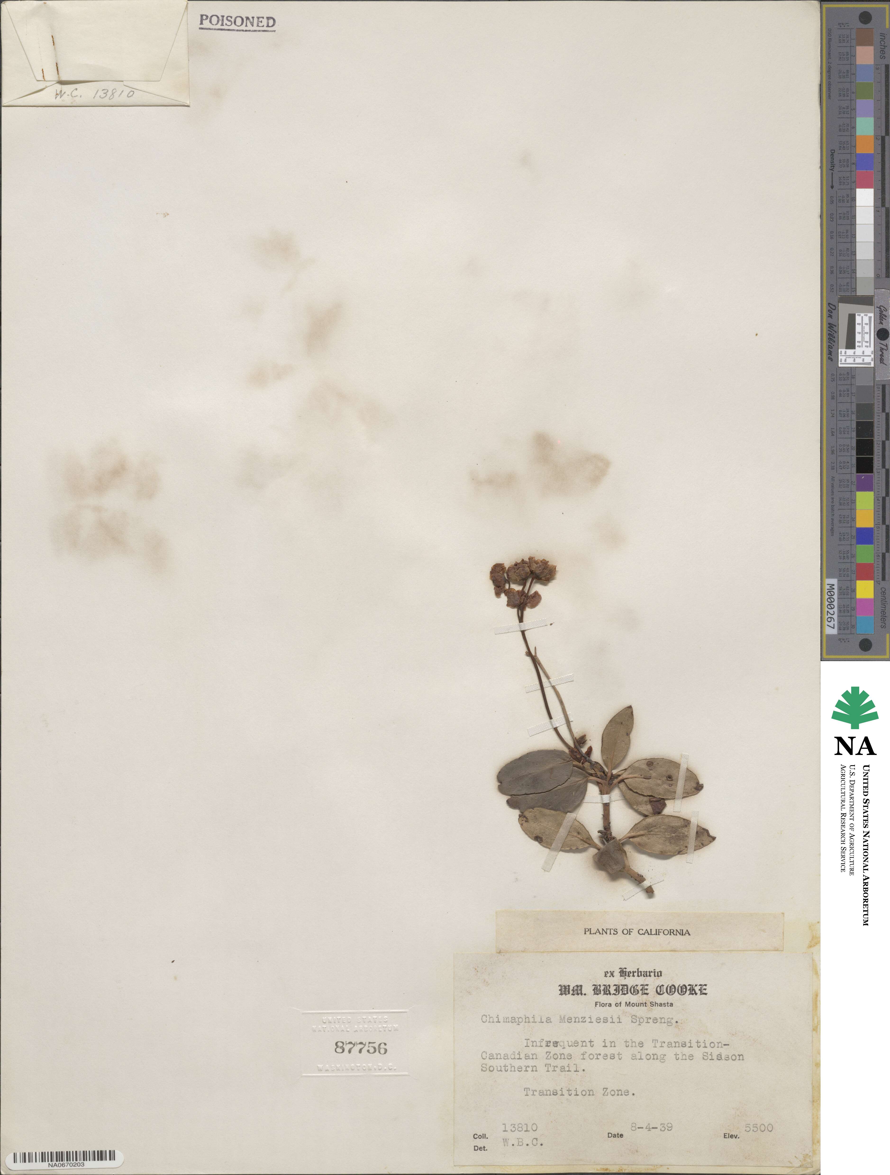 Chimaphila menziesii image