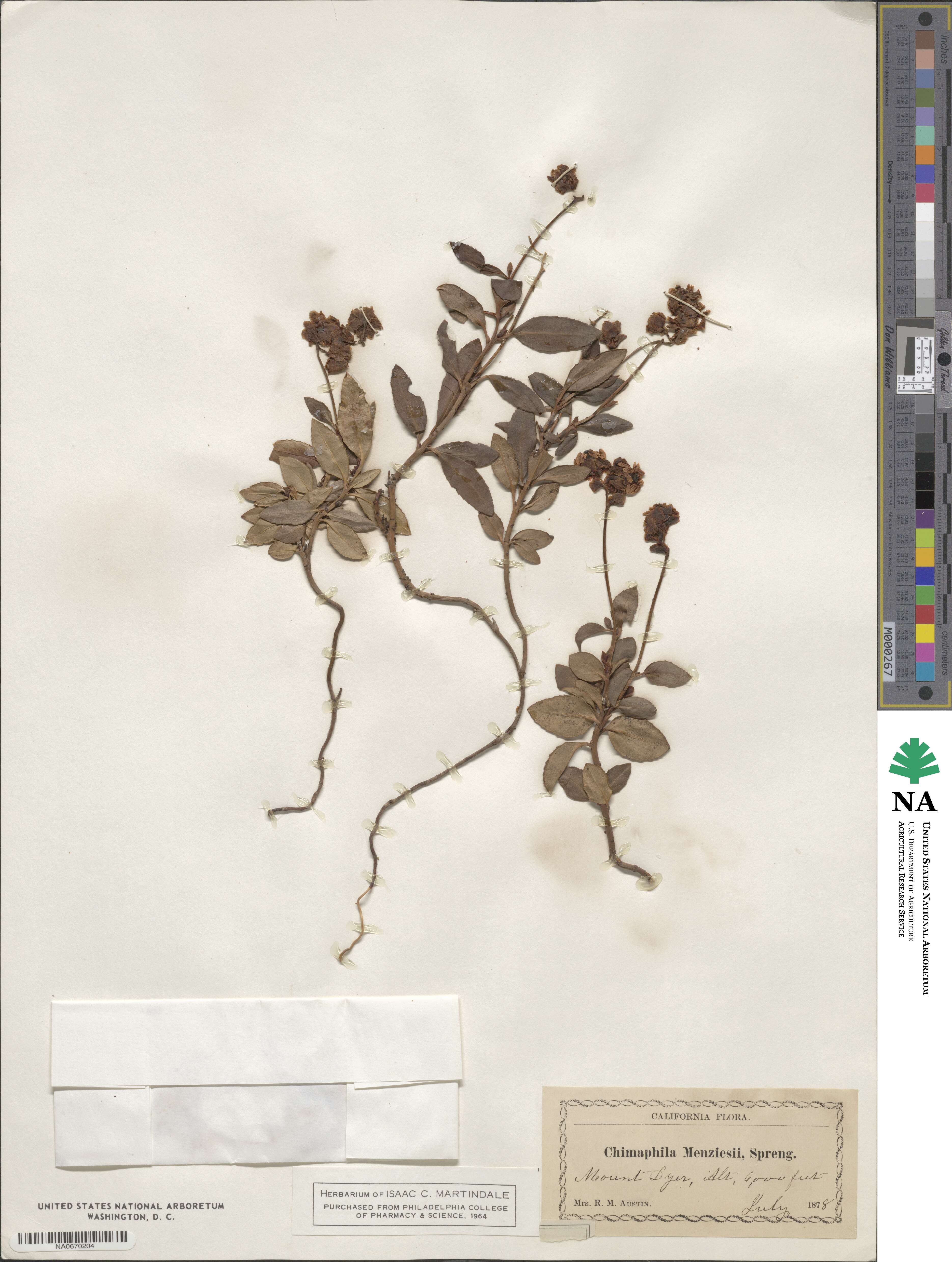 Chimaphila menziesii image