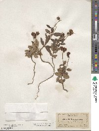 Chimaphila menziesii image