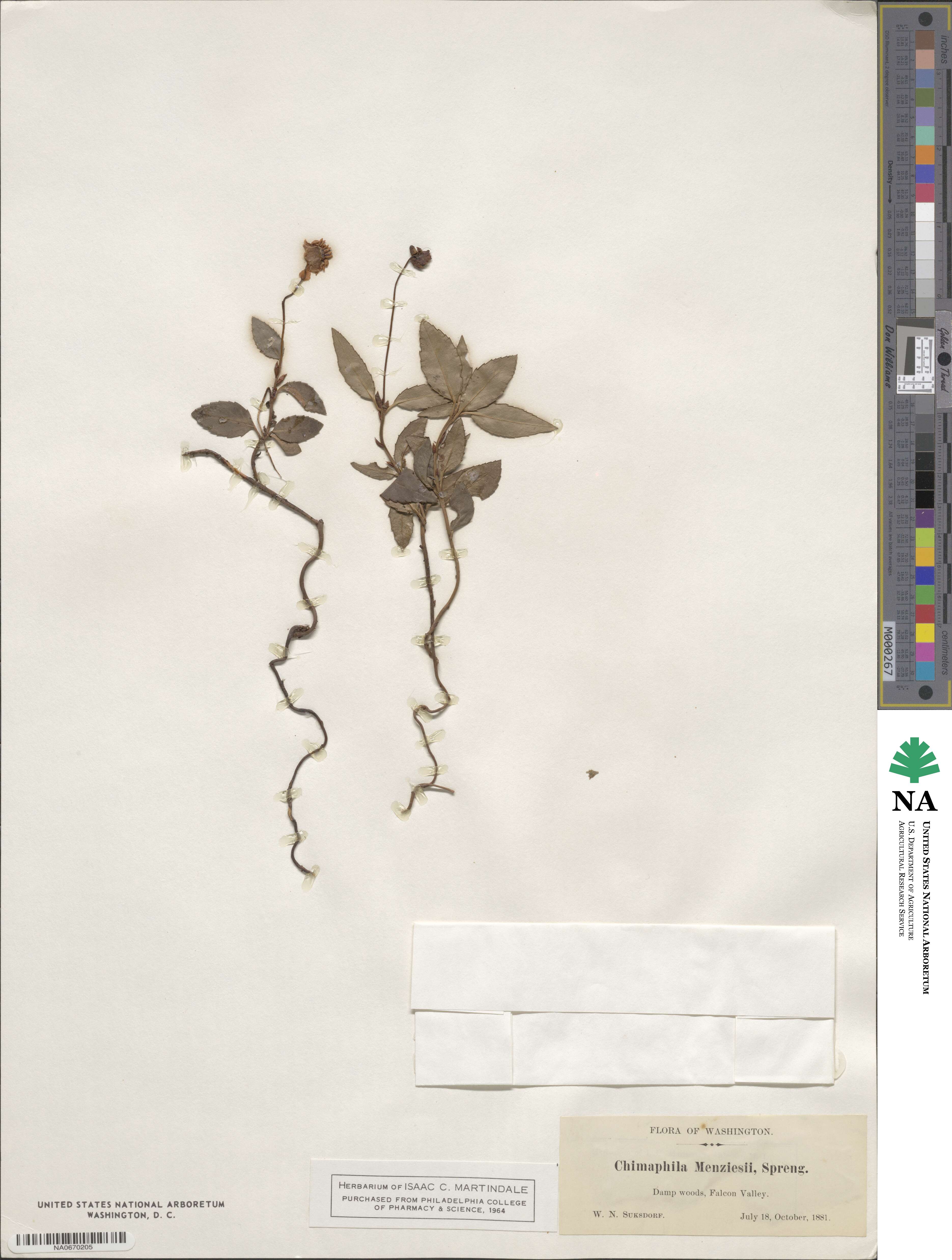 Chimaphila menziesii image