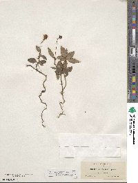 Chimaphila menziesii image