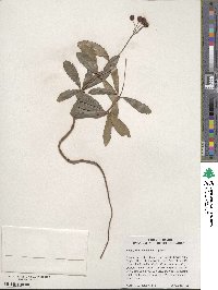 Chimaphila umbellata image