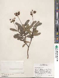 Chimaphila umbellata image