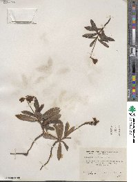 Chimaphila umbellata image