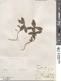 Chimaphila umbellata image