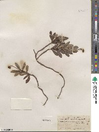 Chimaphila umbellata image